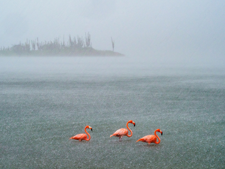 Flamingos in de regen