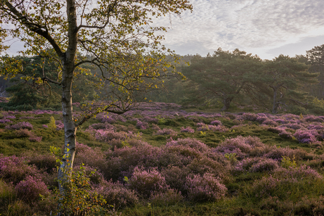 Schoorlse heide