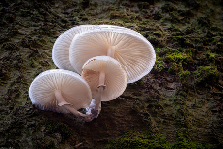 Paddestoelen 