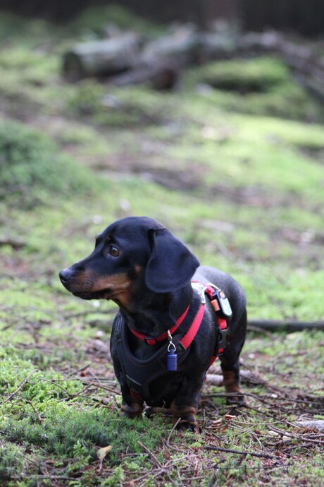 Beau in het bos 