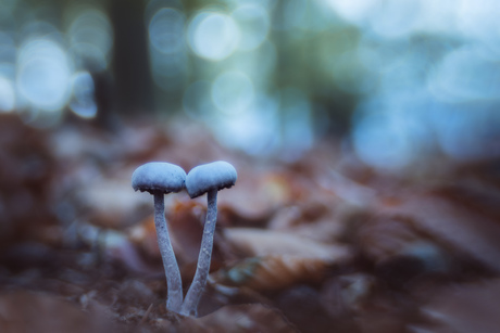 Paddenstoelen duo met bokeh