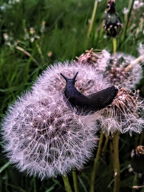 Slak op paardebloem