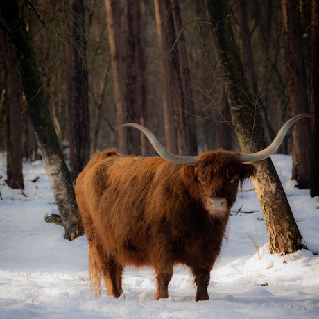 Schotse hooglander 😍