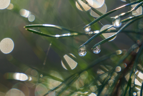 Bokeh en spiegeling in sparretje