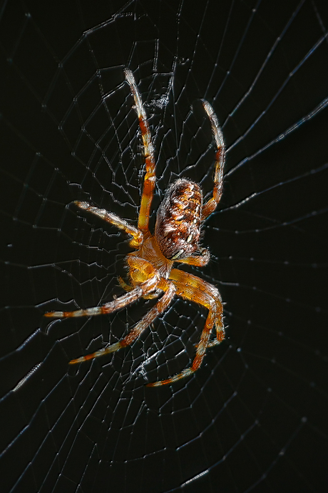 Klaar om toe te slaan