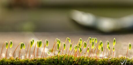Kleine plantjes