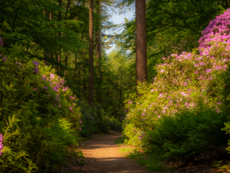 Rhododendrons laantje