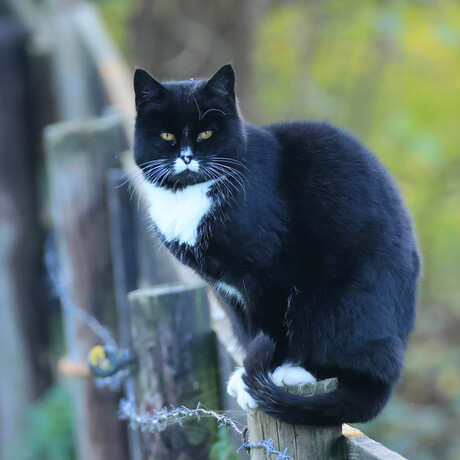 Boerderij kat