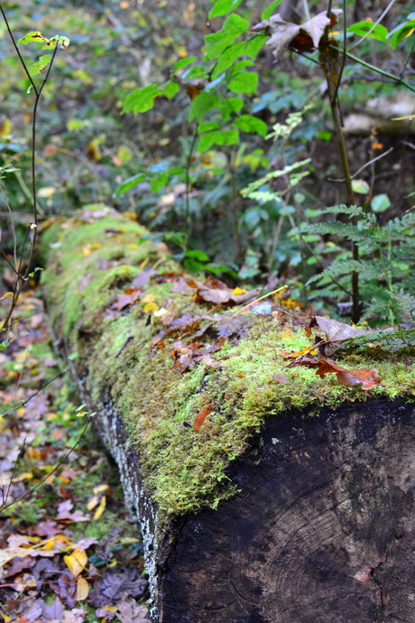 Old life creates new life