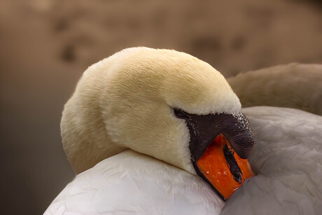 Slapen, maar met de ogen open