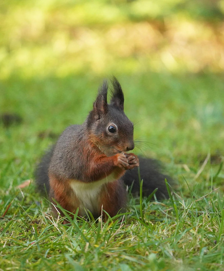 Eekhoorntje!🐿