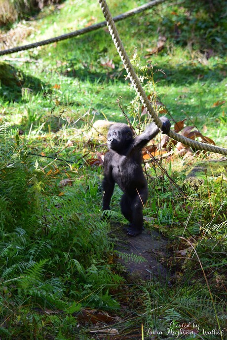 Baby Gorilla