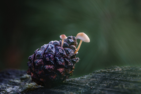 Paddenstoel 