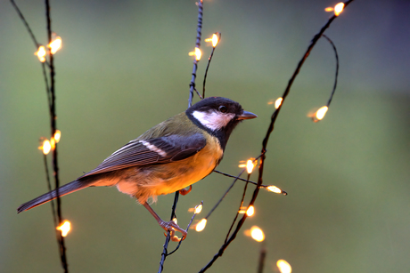 Koolmees (Parus major)