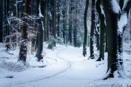 Winterse Stilte in het Bos