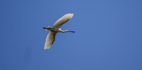 Lepelaar in vlucht