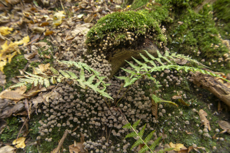 Paddenstoelen