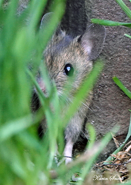 "Ziet ze me nou?..."