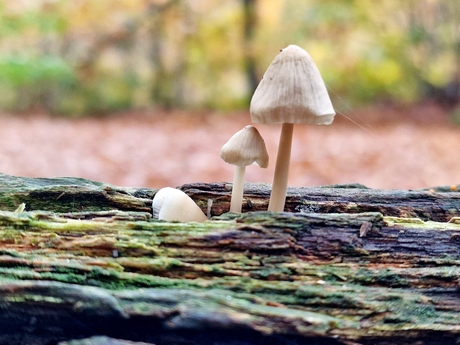trio paddenstoelen