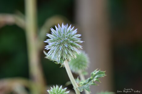 Distel