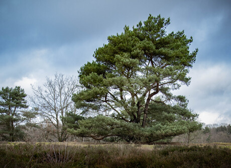 mooiste boom van Drenthe?  