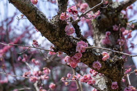 Bloemen decoreren de boomstam  