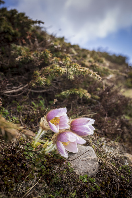 Bloemen op de berg