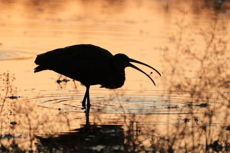 Zwarte ibis by night