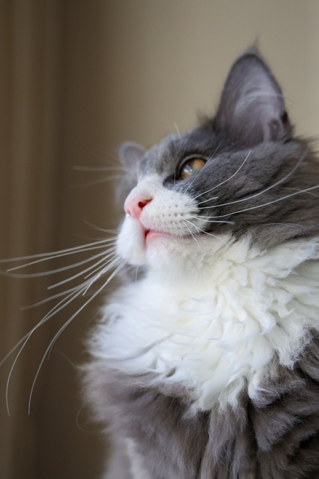 Testen R8 - Onbewerkt