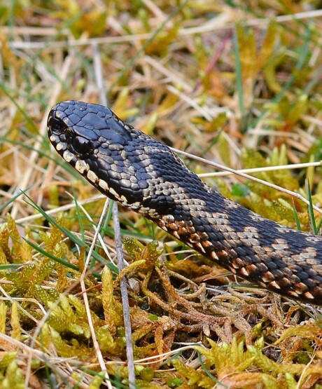 De vingerafdruk van een Adder.