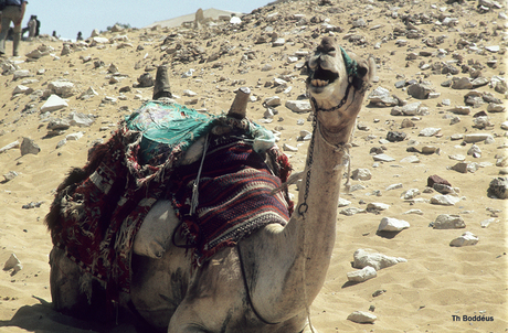 dia 065  lachende kameel  ?
