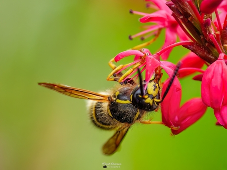 Saksische wesp (Dolichovespula saxonica).