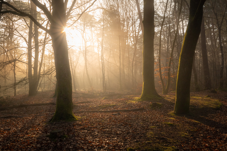 Forest light