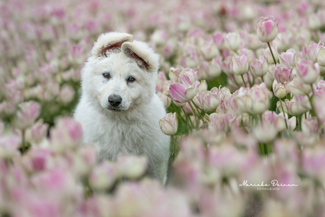 Zwitserse witte herder