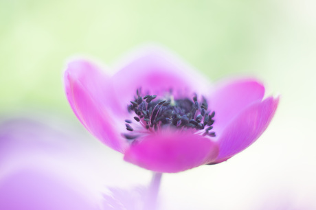 Anemone