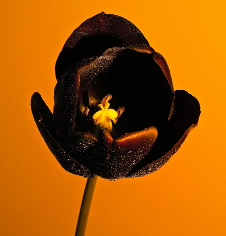 Black Tulip