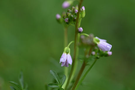 Pinksterbloemen beginnen te bloeien 