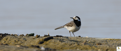 Witte kwikstaart 2025-07-14