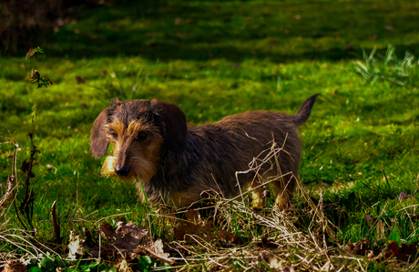 Lara kaninchen teckel