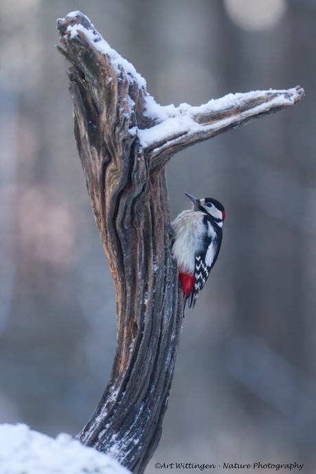 Grote Bonte Specht in de vrieskou