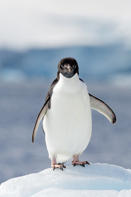 Antarctica, pinguin model