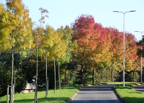 mooie herfst kleuren