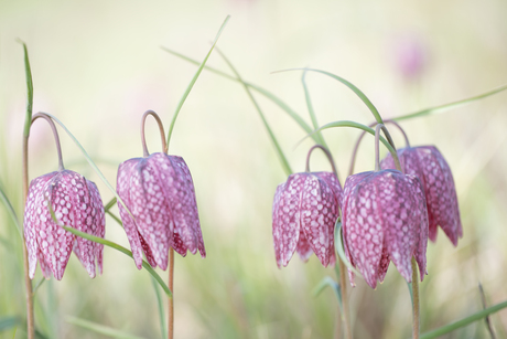 Wilde Kievitsbloemen