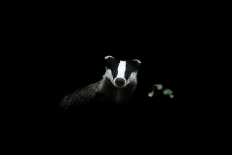 A badger 'into the light'