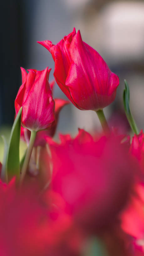 Kussende tulpen