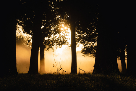 Misty morning