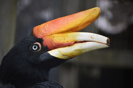 Rhinoceros neushoornvogel