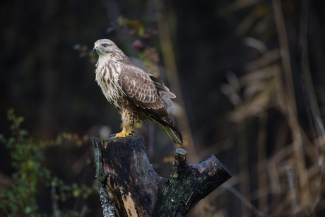 Buizerd