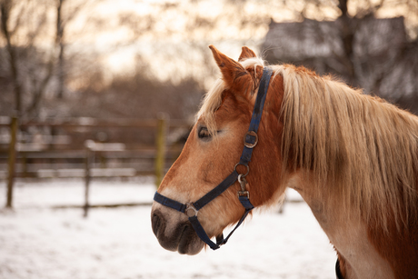 Haflinger in de sneeuw