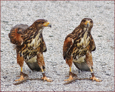 de vogeltjesdans..........................